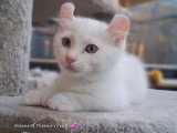 Chatons pattes courtes Rare