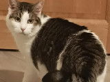 Greedy, chat de 2 ans et demi à adopter en association