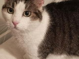 Greedy, chat de 2 ans et demi à adopter en association