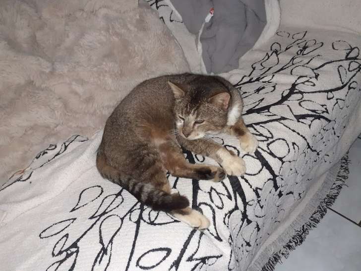 Merlin, chat calme à adopter en association