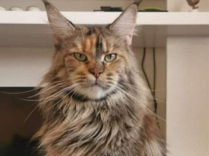 Femelle Maine Coon LOOF d'avril 2019, à vendre