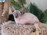 Mâle Sphynx LOOF bleu point de novembre 2025, à vendre