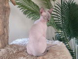 Mâle Sphynx LOOF bleu point de novembre 2025, à vendre