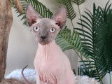 Mâle Sphynx LOOF bleu point de novembre 2025, à vendre