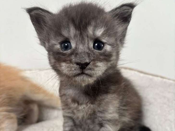 Maine Coon LOOF de février 2026, 2 femelles, à réserver