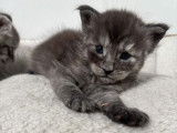 Maine Coon LOOF de février 2026, 2 femelles, à réserver