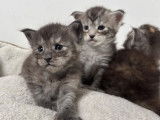 Maine Coon LOOF de février 2026, 2 femelles, à réserver
