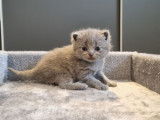 British Shorthair LOOF bleus de février 2026, 2 mâles, à réserver