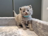 British Shorthair LOOF bleus de février 2026, 2 mâles, à réserver