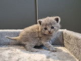 British Shorthair LOOF bleus de février 2026, 2 mâles, à réserver