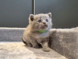 British Shorthair LOOF bleus de février 2026, 2 mâles, à réserver