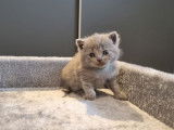 British Shorthair LOOF bleus de février 2026, 2 mâles, à réserver