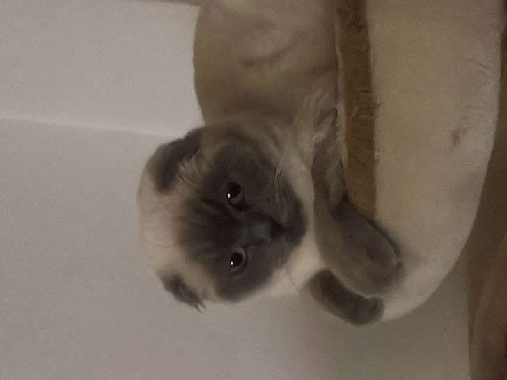 Femelle de type Scottish Shorthair disponible pour saillie