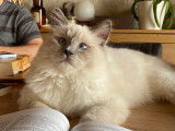 Chat Sacré de Birmanie croisé Ragdoll disponible pour saillie