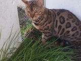 Chat mâle Bengal à vendre