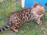Chat mâle Bengal à vendre
