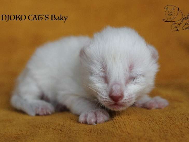 À réserver : 5 Chatons American Curl LOOF de février 2026