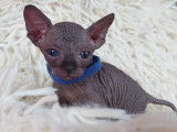 Très beau chaton Sphynx noir mâle à vendre