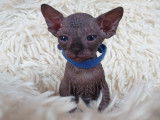Très beau chaton Sphynx noir mâle à vendre