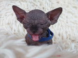 Très beau chaton Sphynx noir mâle à vendre