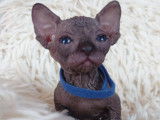 Très beau chaton Sphynx noir mâle à vendre