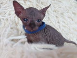 Très beau chaton Sphynx noir mâle à vendre