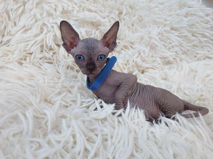 Très beau chaton Sphynx noir mâle aux yeux bleus à vendre