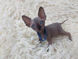 Très beau chaton Sphynx noir mâle aux yeux bleus à vendre