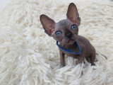 Très beau chaton Sphynx noir mâle aux yeux bleus à vendre