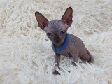 Très beau chaton Sphynx noir mâle aux yeux bleus à vendre