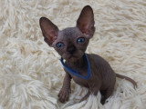 Très beau chaton Sphynx noir mâle aux yeux bleus à vendre