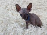 Très beau chaton Sphynx noir mâle aux yeux bleus à vendre