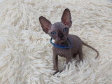 Très beau chaton Sphynx noir mâle aux yeux bleus à vendre