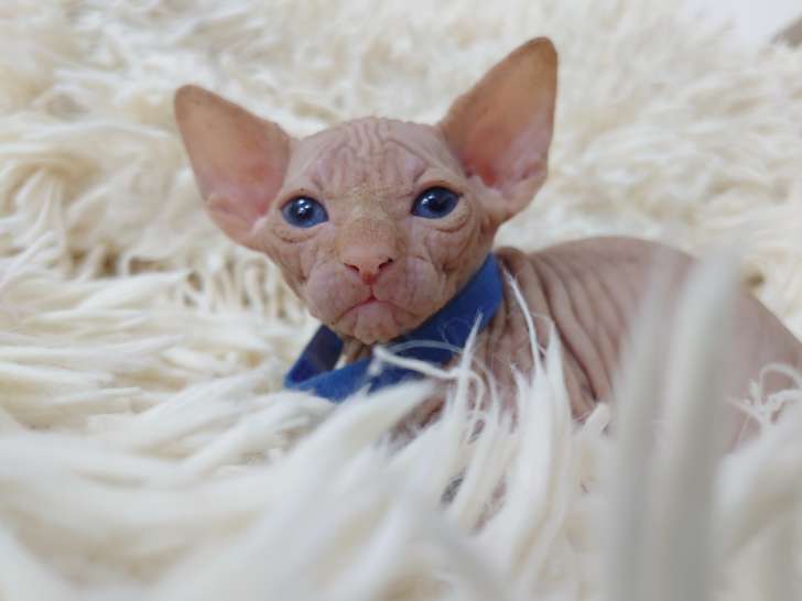 Très beau chaton Sphynx mâle à vendre