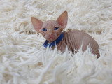 Très beau chaton Sphynx mâle à vendre