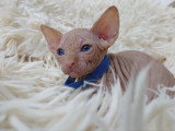 Très beau chaton Sphynx mâle à vendre