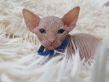 Très beau chaton Sphynx mâle à vendre