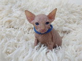 Très beau chaton Sphynx mâle à vendre