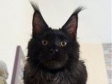 Mâle Maine Coon disponible pour saillie