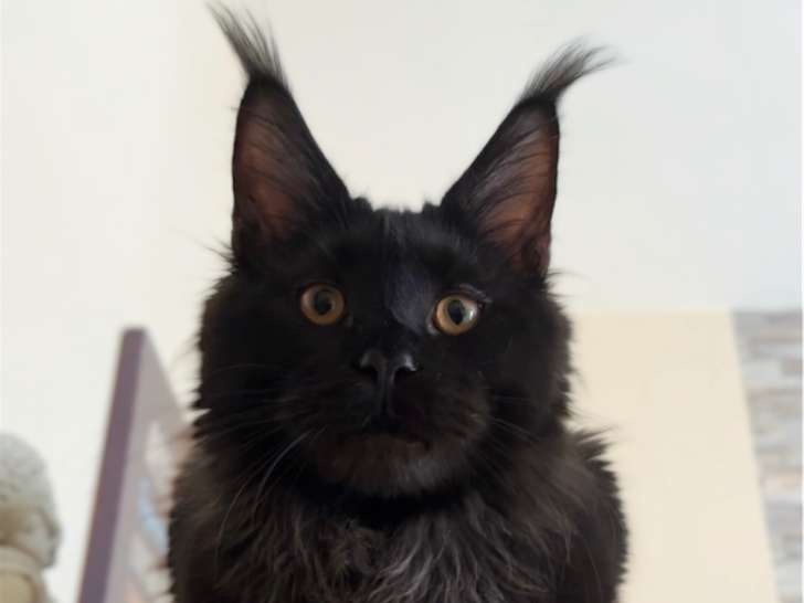 Mâle Maine Coon disponible pour saillie