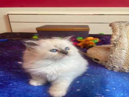 Excellents chatons Sibériens neva masquerade LOOF à vendre