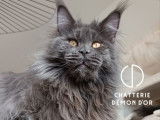 Mâle Maine Coon LOOF bleu pour saillie, né en juin 2023