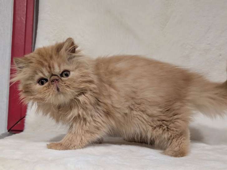 Femelle Persan LOOF roux à vendre, née en décembre 2025