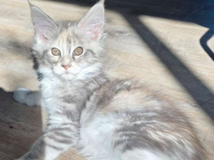 4 chatons Maine Coon LOOF à vendre, 2 mâles et 2 femelles de décembre 2025