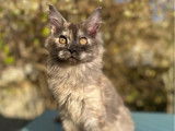 Chatonne Maine Coon LOOF à vendre, femelle black smoke tortie née en septembre 2025