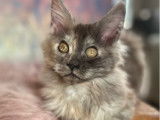 Chatonne Maine Coon LOOF à vendre, femelle black smoke tortie née en septembre 2025
