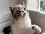 Chatonne Exotic Shorthair LOOF à vendre, seal tabby point et blanche née en juin 2025