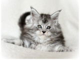 Chatonne Maine Coon LOOF à réserver, née en janvier 2026