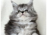 Chatonne Maine Coon LOOF à réserver, née en janvier 2026