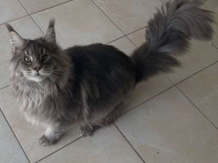 Mâle Maine Coon LOOF à vendre, bleu blotched tabby né en mars 2025